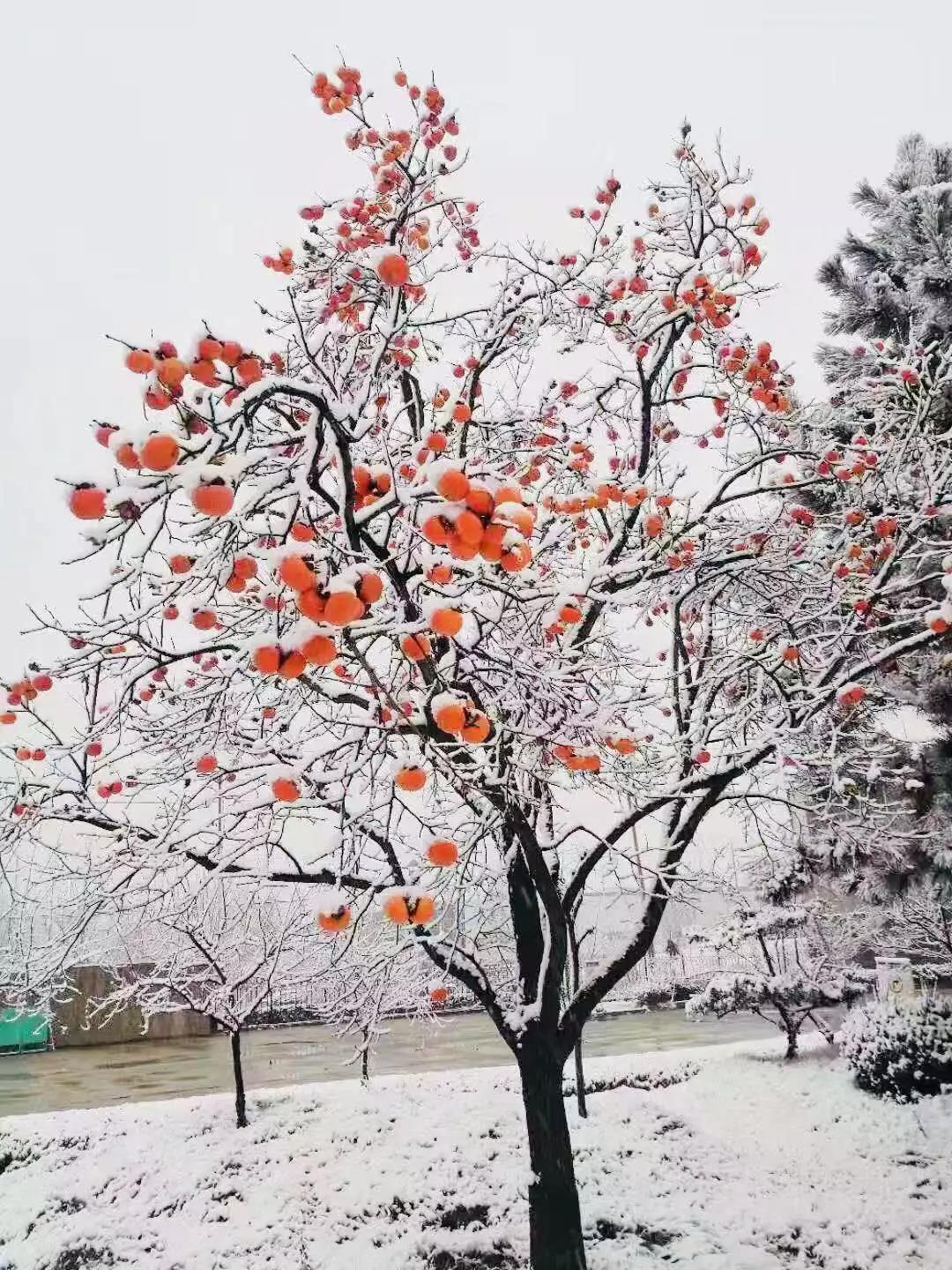 有一種堅(jiān)守，叫風(fēng)雪無阻